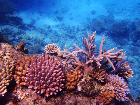 Gay Travel in Australia at the Great Barrier Reef