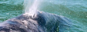 Baja whales