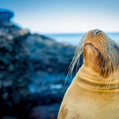 LGBT+ Galapagos
