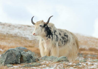 LGBT Mongolia Exploration