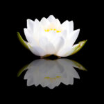 White Lotus