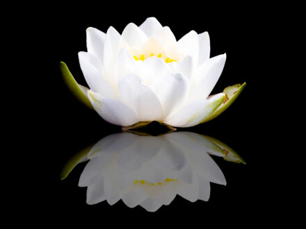 White Lotus