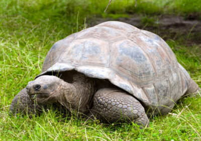 Gay Ecuador and Galapagos