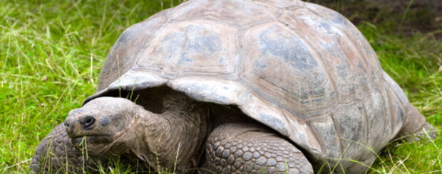 Gay Ecuador and Galapagos