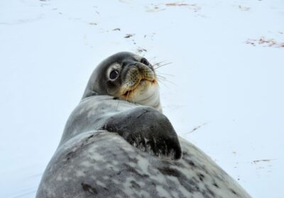 LGBT group Antarctica