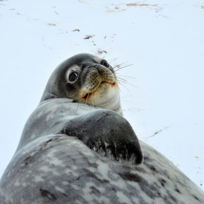 LGBT group Antarctica