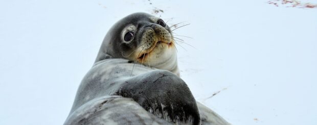 LGBT group Antarctica