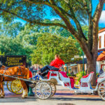 Savannah