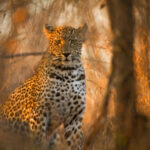 Journey Into Africa