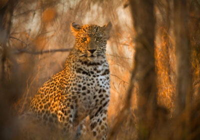 Journey Into Africa