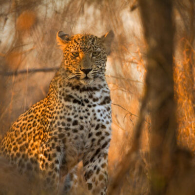 Journey Into Africa